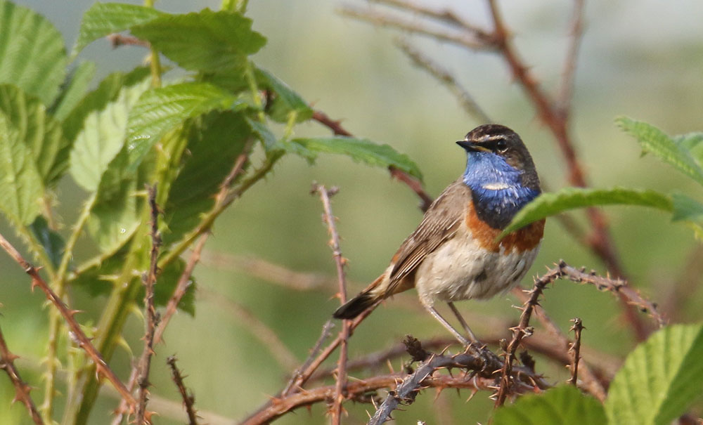 Photo-7gor@Alain-Noel