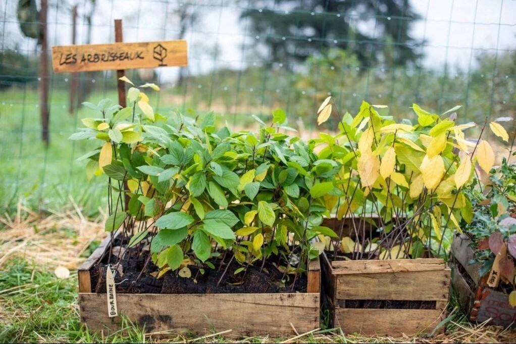 Image média: Pessac - MiniBigForest - Une micro-forêt au cœur de mon quartier 