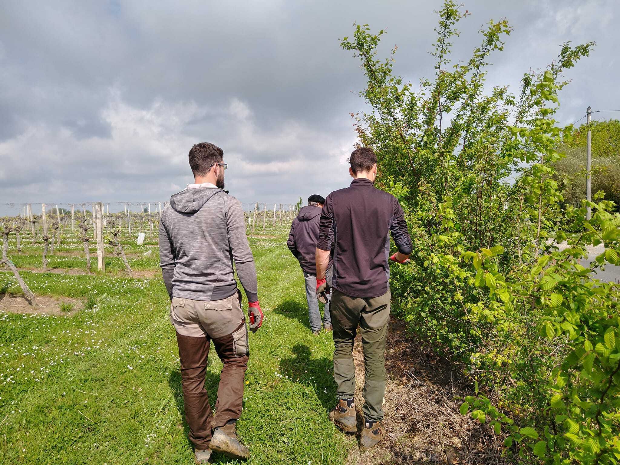 Image média: Bruges - Arbres et Paysages 33 - Plantation d'une forêt augmentée 