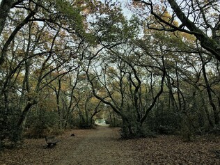 Mérignac - association Cybèle - Jardin-Forêt de l'Alouette