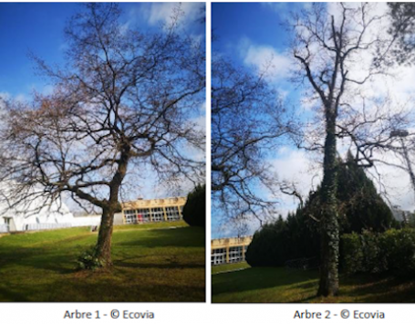 photo des deux arbres ecovia