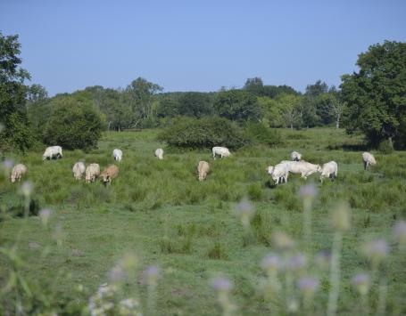Vaches blanches broutant dans une prairie à Parempuyre.